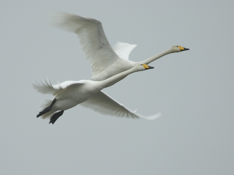 Whooper Swans - Wilde Zwaan - Cygnus