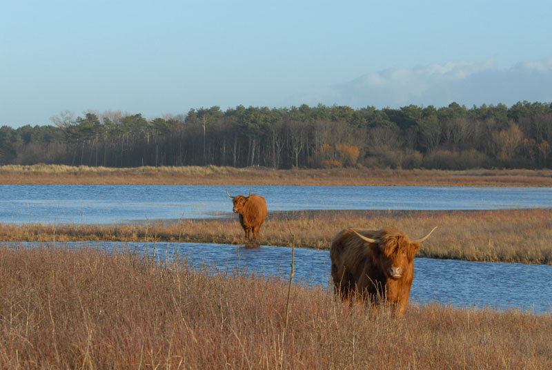 Scottisch Highland Cattle