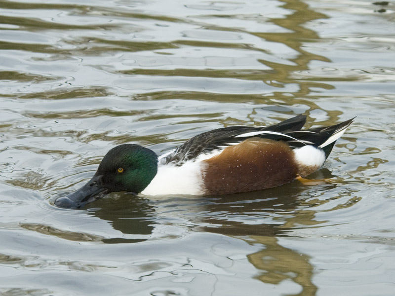  Slobeend- Northern Shoveler  -  Anas Clypeata ]