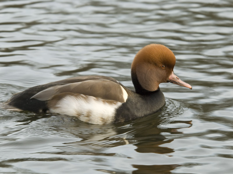  - Krooneend-Red-crested Pochard  -  Netta rufina ]