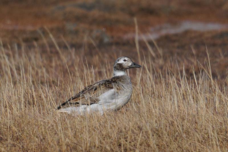  Longtailed duck.