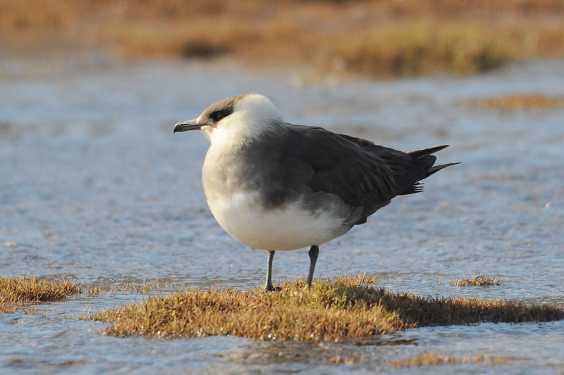 Arctic Skua  - Kleine Jager