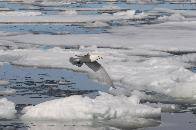  Ivory gull.