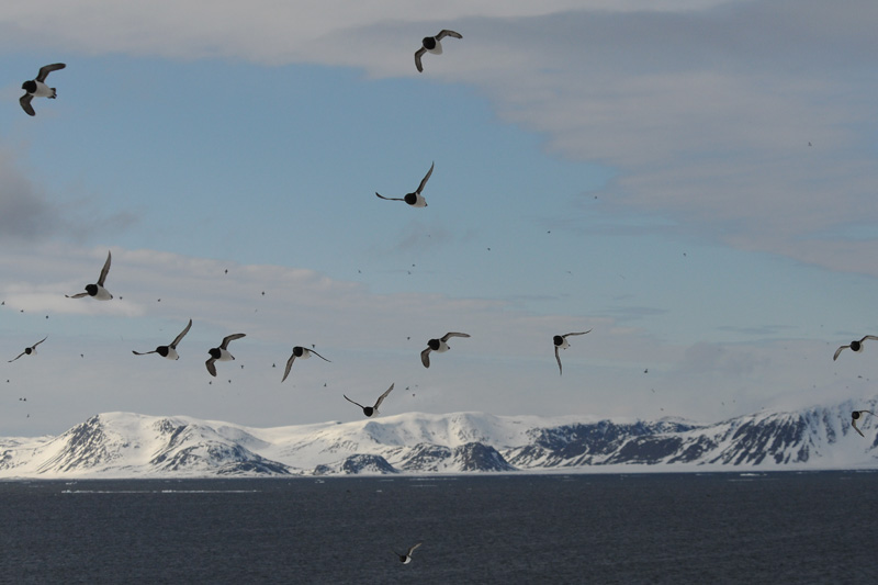  Little auk