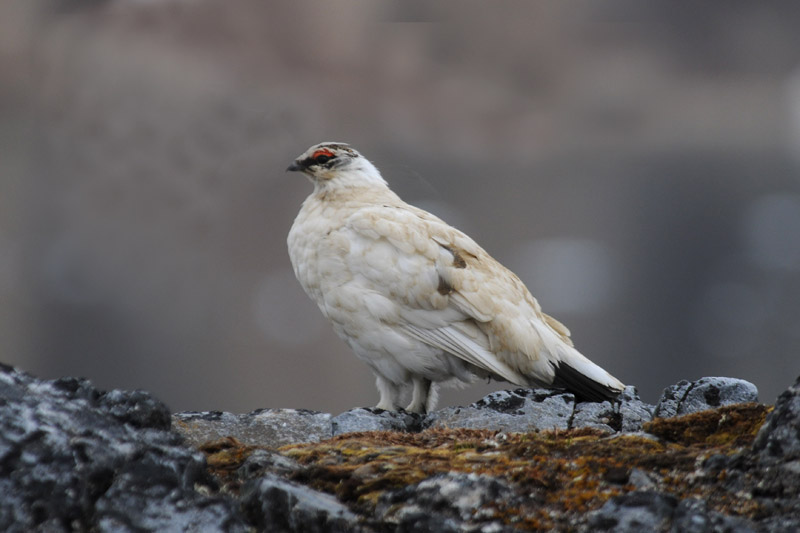  Ptarmigan