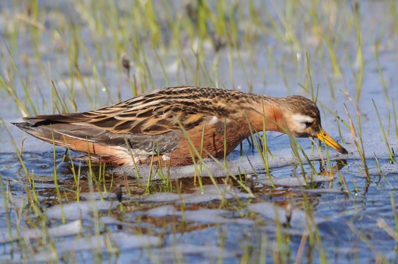 Grey Phalarope.