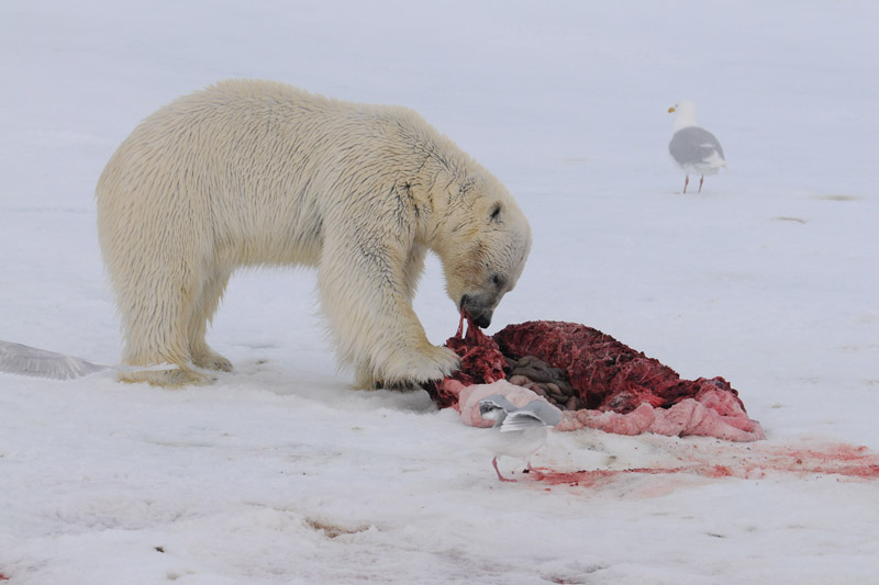 Polar Bear - IJsbeer