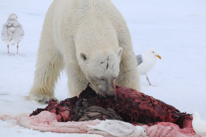 Polar Bear - IJsbeer