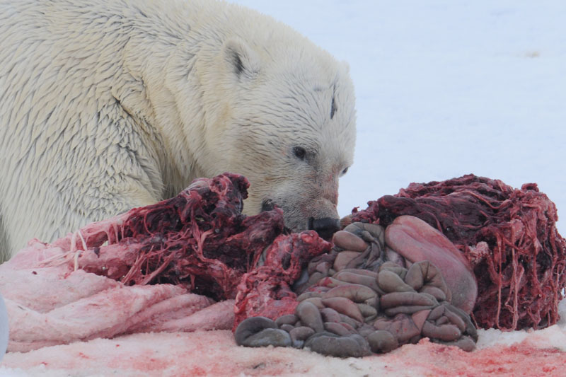 Polar Bear - IJsbeer