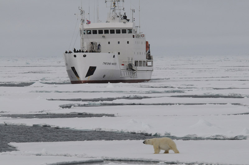 Polar Bear - IJsbeer