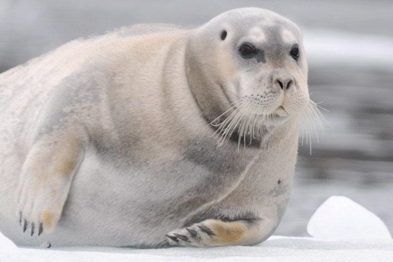 Bearded Seal - Baardrob