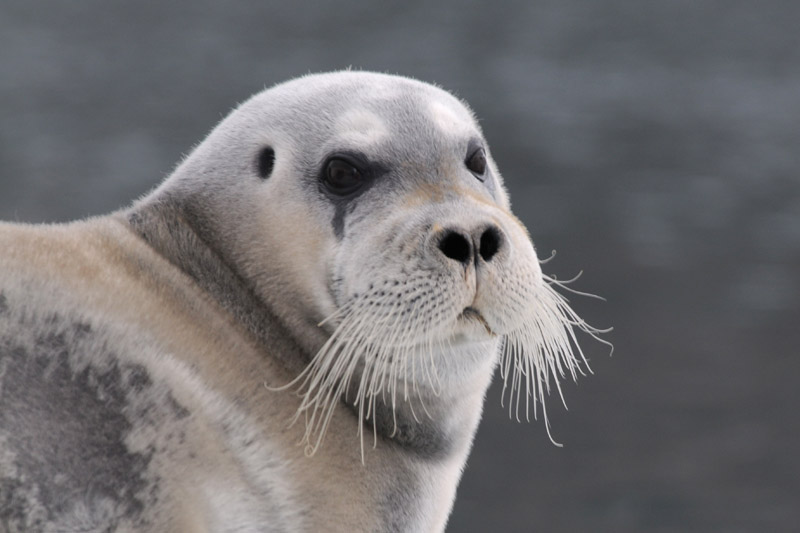 Bearded Seal - Baardrob