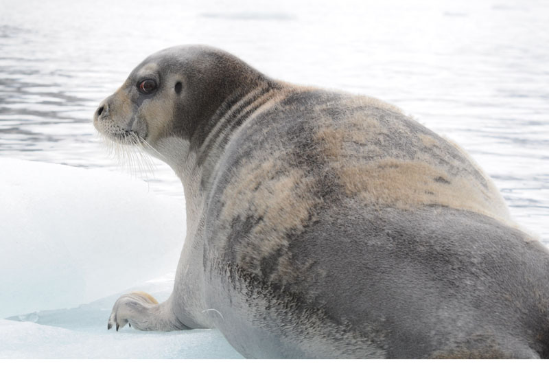 Bearded Seal - Baardrob