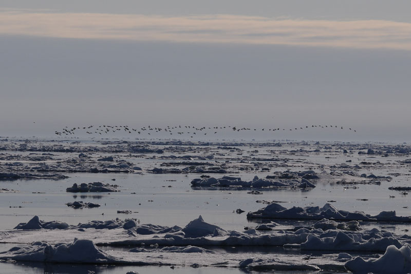   Birdmigration.