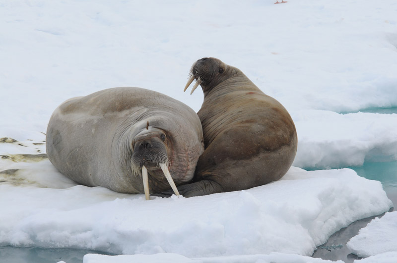 Walruss - Walrus