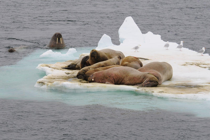 Walruss - Walrus