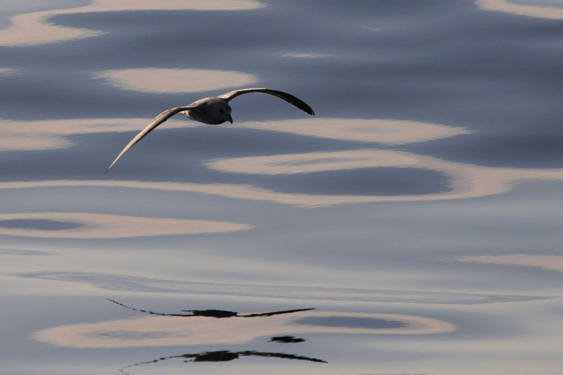 Northern Fulmar.