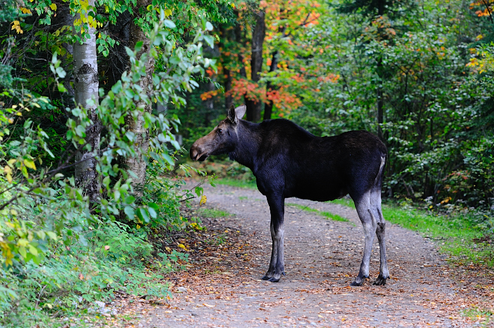 ALQ  0075 Sept 2012.JPG