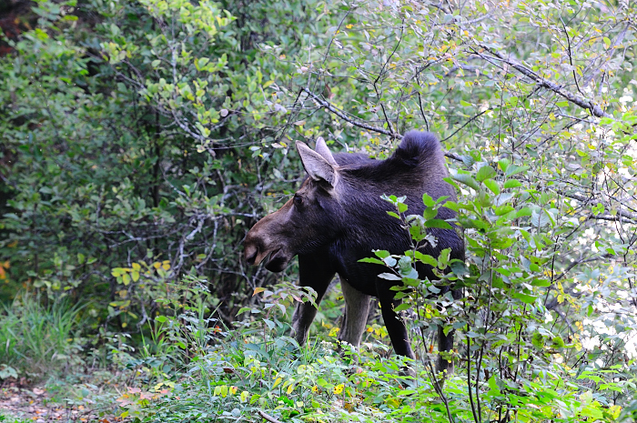 ALQ  0084 Sept 2012.JPG