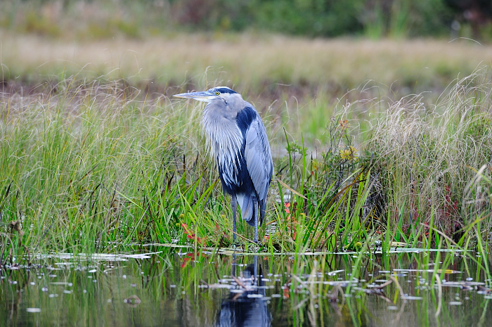 ALQ  0247 Sept 2012.JPG