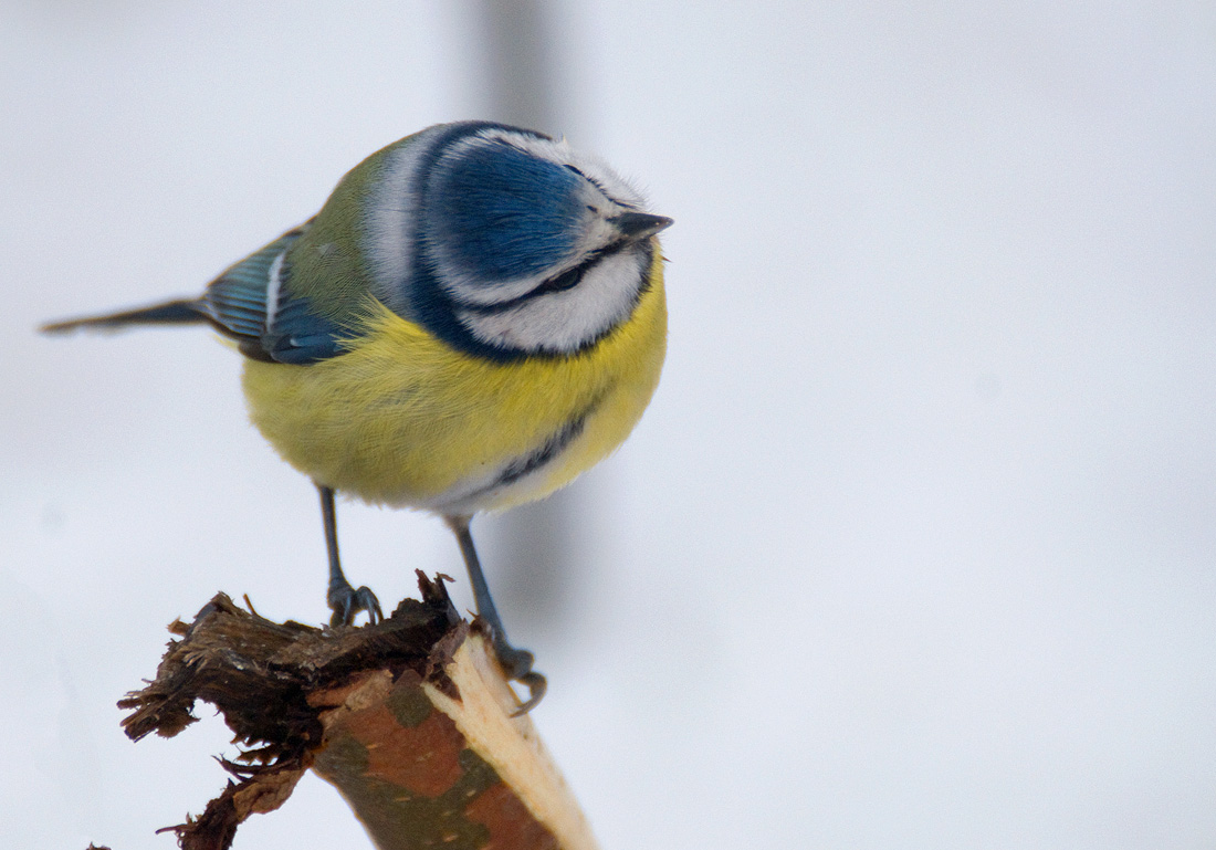 DS1_0160 Blue Titmouse Say what?