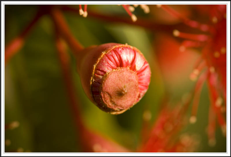 Flower Pod of the Red Flowering Gum