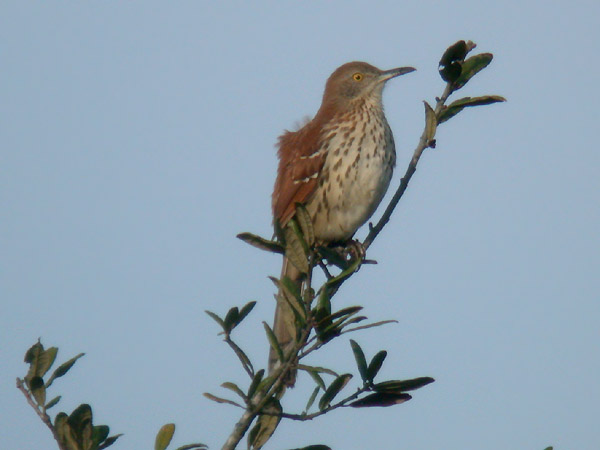 Brown Thrasher