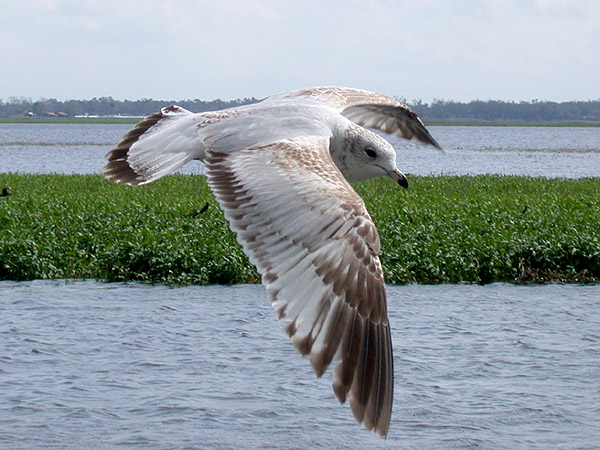 Ring-billed Gull