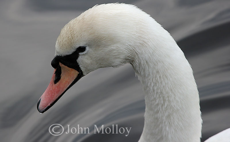 Mute Swan - female