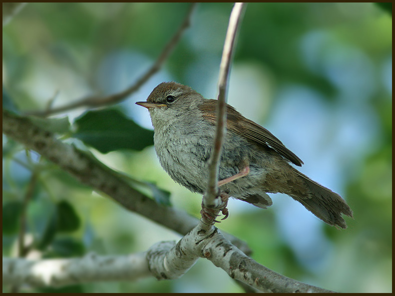 Cetti's Warbler   (Cettia cetti).jpg