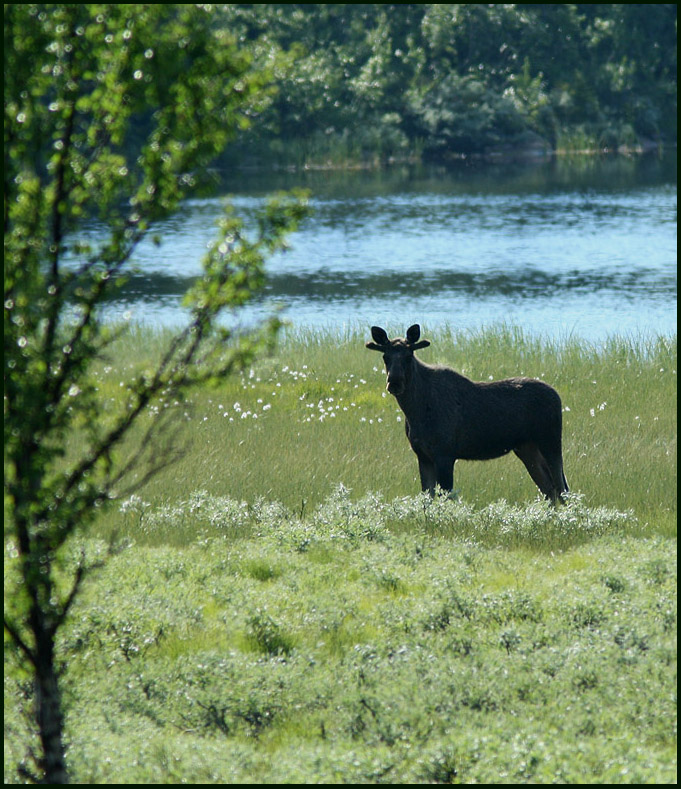 European Elk   (Alces alces).jpg
