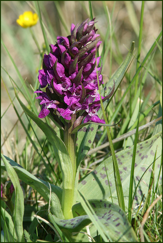 Broad-leaved marsh orchid   (Dactylorhiza majalis).jpg