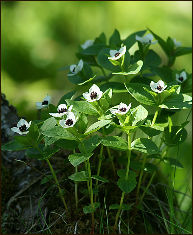 Dwarf Cornell   (Cornus suecica).jpg