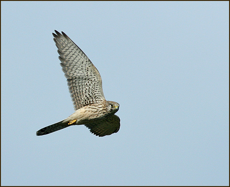 Kestrel female   (Falco tinnunculus).jpg