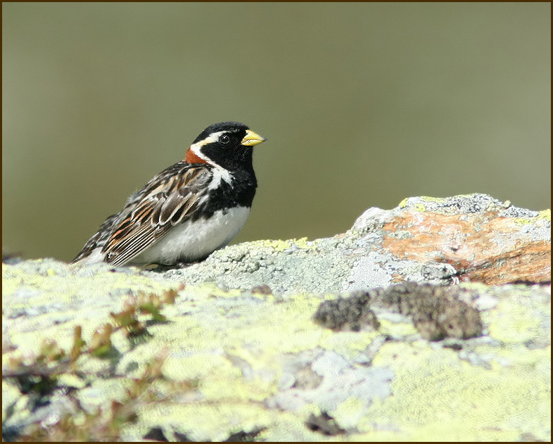 Lappland Bunting, Lappsparv  (Calcarius lapponicus).jpg