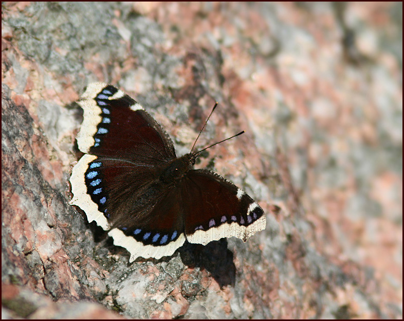 Nymphalis antiopa in the spring after hibernation.jpg