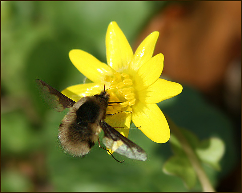 Bee-fly, Strre svvfluga (Bombylius major) .jpg