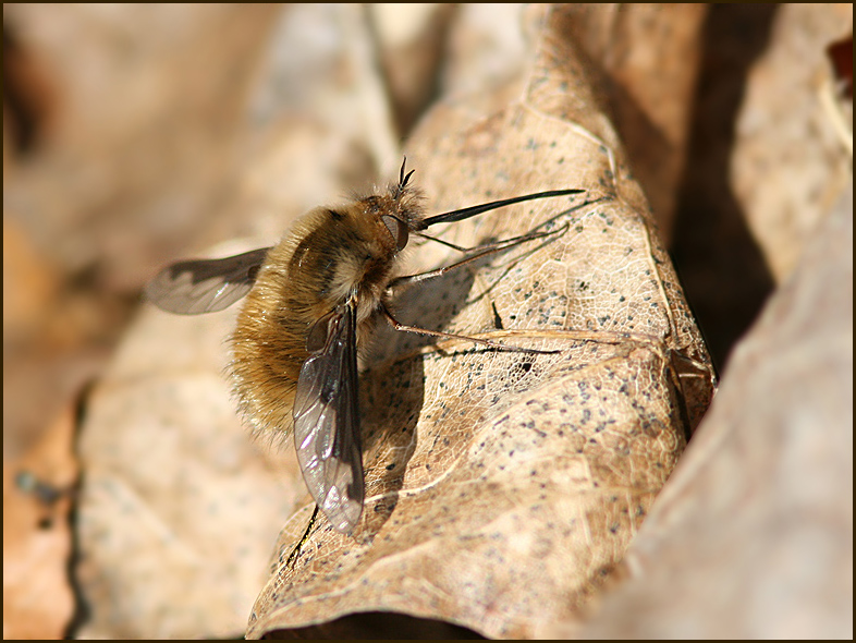 Svenska Svvflugor, (Bombyliidae) Swedish Bee flies