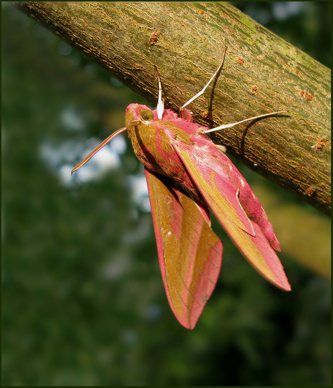 Swedish Hawk-moths (Sphingidae) 