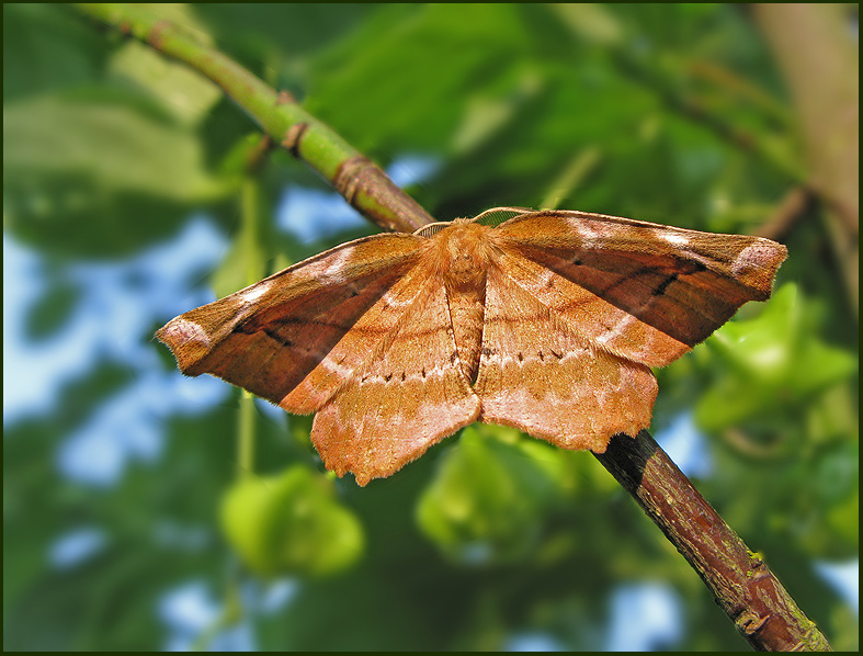 Lilac Thorn Moth, Syrenmätare   (Apeira syringaria).jpg