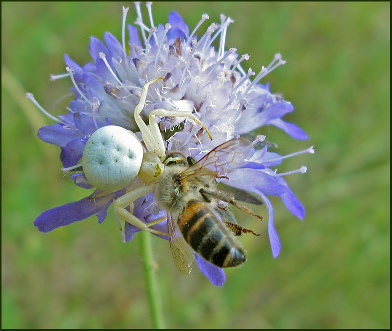 Swedish Crab Spiders, Krabbspindlar (Thomisidae)