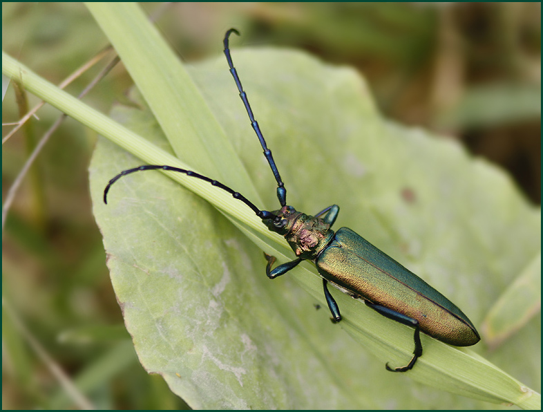 Aromia moschata.jpg