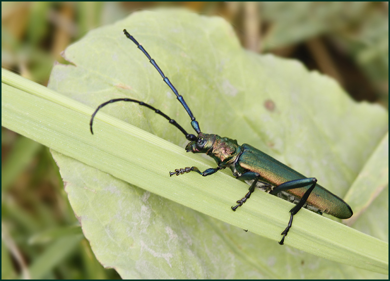 Musk Beetle, Myskbock   (Aromia moschata).jpg