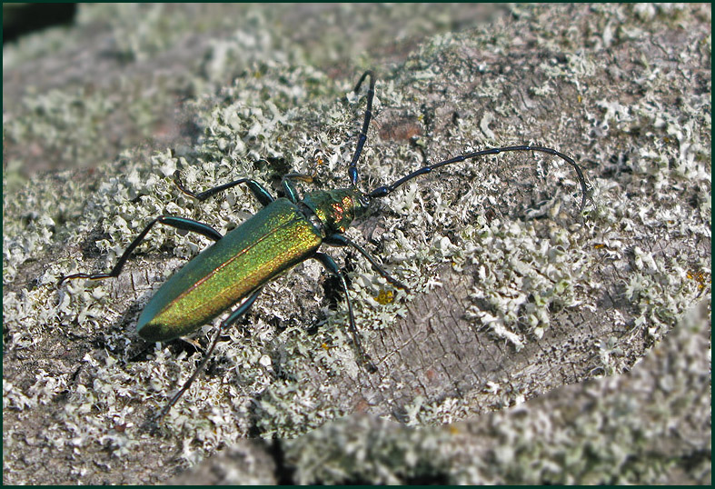 Aromia moschata 3.jpg