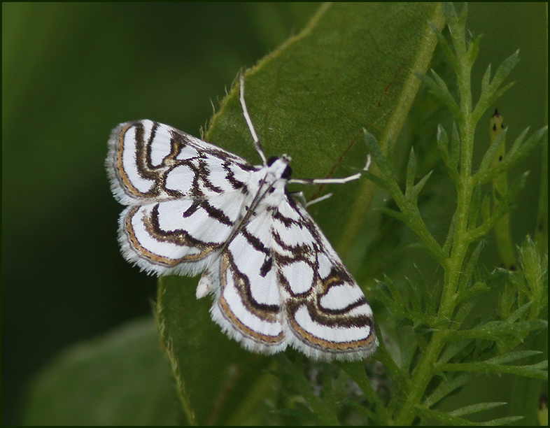 Grass Moths, Grsmott (Crambidae)