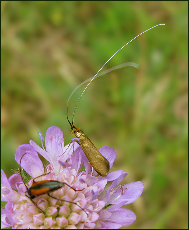 Longhorn Moths, Antennmalar (Adelidae)