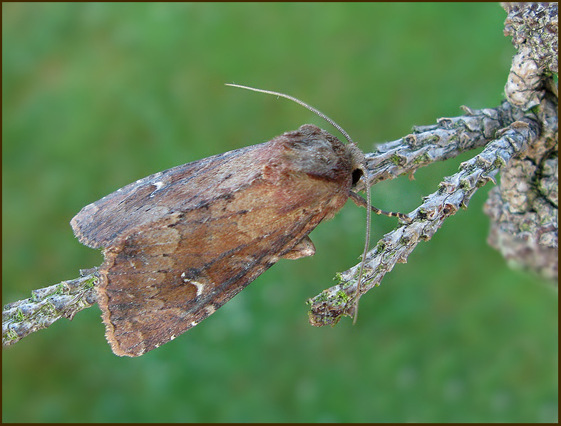 Scarce brindle, Tegelrtt ngsfly   (Apamea lateritia).jpg