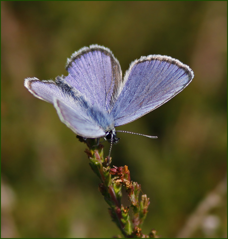 Idas Blue, Hedblvinge   (Plebejus idas) male.jpg
