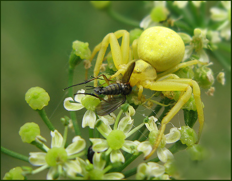 Crab Spider, Krabbspindel   (Misumena vatia female).jpg