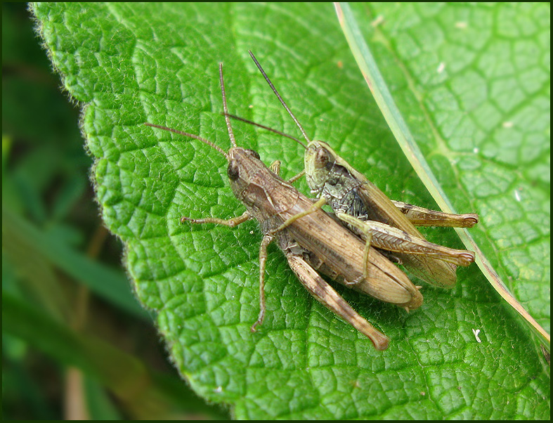 Uppland Field grasshopper, Solgräshoppa (Chorthippus apricarius).jpg